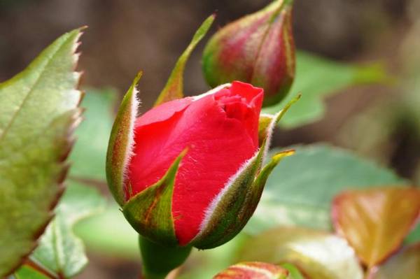 20 сортов роз для Сибири: фото и описание - фото