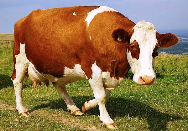 Признаки стельности коровы: определяем самостоятельно - фото