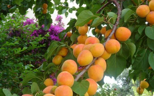 Особенности абрикоса сорта Чемпион Севера - фото
