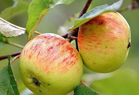 Описание, посадка и уход за яблоней сорта «Коричное полосатое» - фото