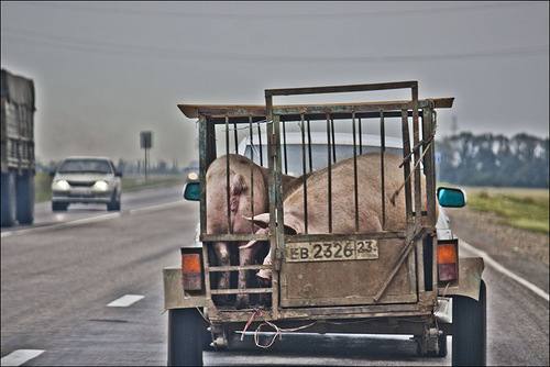 Артрит у свиней: симптомы и эффективное лечение - фото