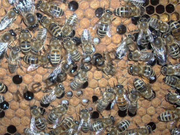 Аскосфероз пчел: признаки, лечение, фото с фото