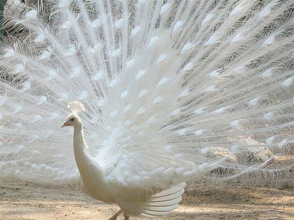 Национальный священный символ Индии белая порода павлина - фото