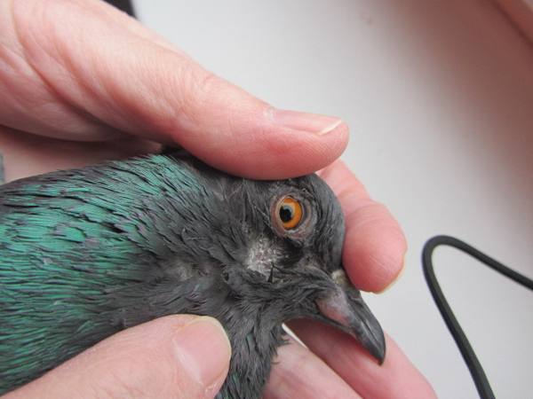Болезни голубей и их лечение народными средствами - фото