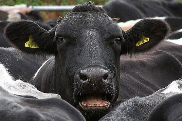 Болезни коров передающиеся и опасные для человека - фото