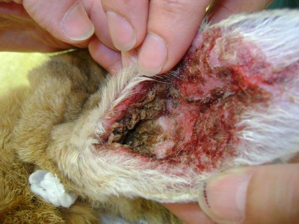О лечении ушной чесотки у кроликов с фото