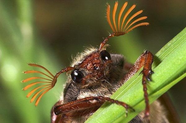 Как избавиться от майского жука с фото