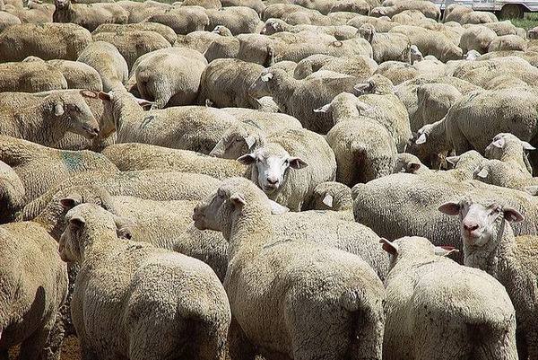 Болезнь и лечение брадзота у овец и как бороться с фото