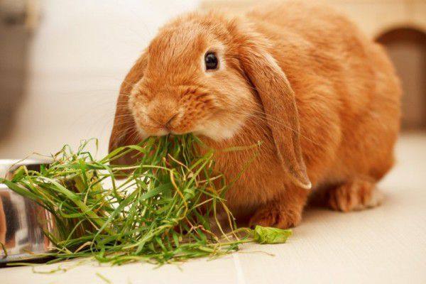 Правильное питание декоративных кроликов - фото