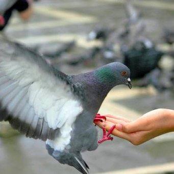 Чем можно кормить голубей зимой на улице - фото