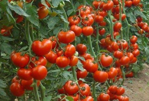 Когда нужно подкармливать рассаду помидоров и как это делать - фото