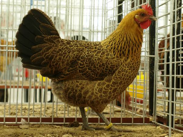 Чешская золотистая порода кур: характеристика, описание, фото и отзывы с фото