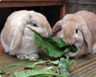 Что едят кролики в домашних условиях - фото