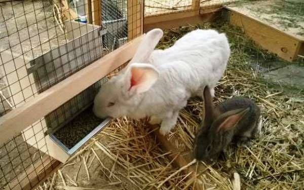 Делаем бункерную кормушку для кроликов с фото
