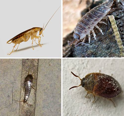 Домашние насекомые в квартире: фото и названия с фото