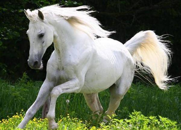 Эффективная,сильная и крепкая порода лошадей Терская - фото