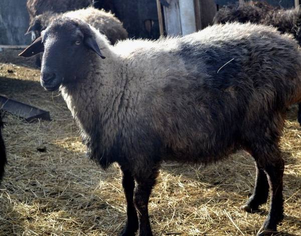 Мясо-сальная порода овец: казахские эдильбаи - фото