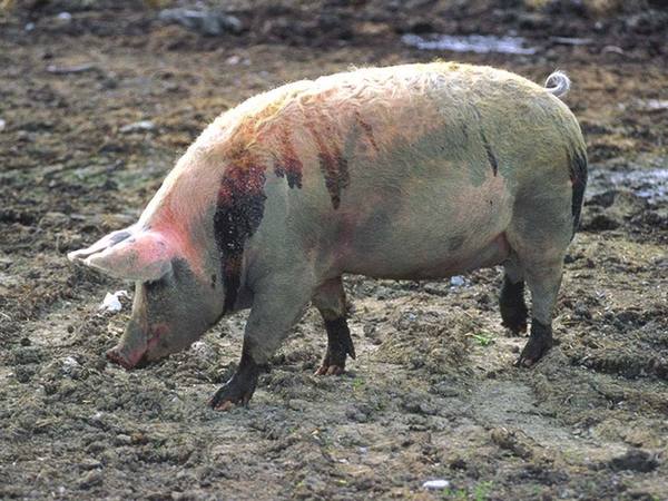 Эзофагостомоз свиней: симптомы и лечение с фото