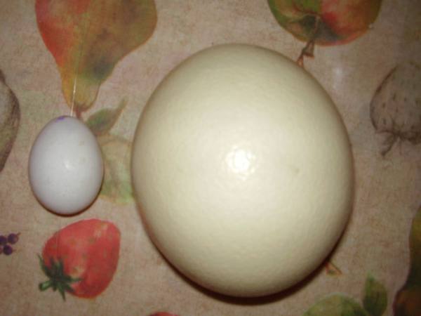 Фото страусиных яиц разных размеров Как разбить страусиное яйцо - фото