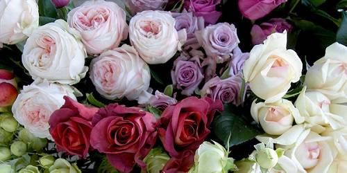 Очаровательные французские розы с фото