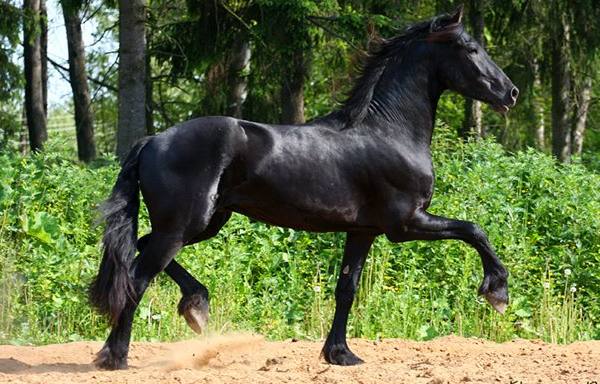 Фризская порода - элегантная голландская лошадка с фото