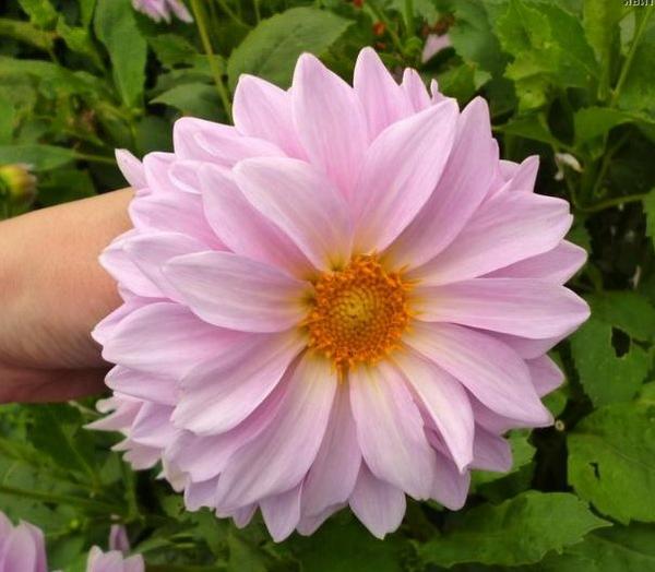 Подборка лучших сортов георгины однолетней, список самых популярных цветов для вашего сада с фото