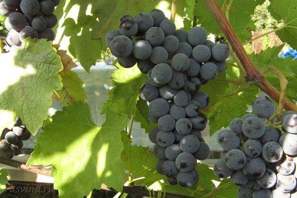 Винные формы винограда Тана - фото