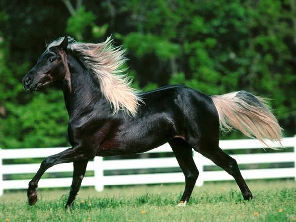 Разновидности и описание гнедой масти лошадей - фото