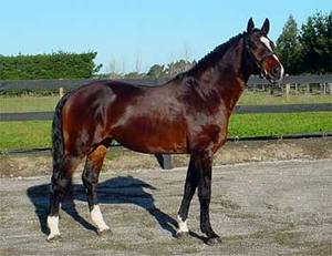 Голштинская порода лошадей: характеристика, описание, фото, видео - фото