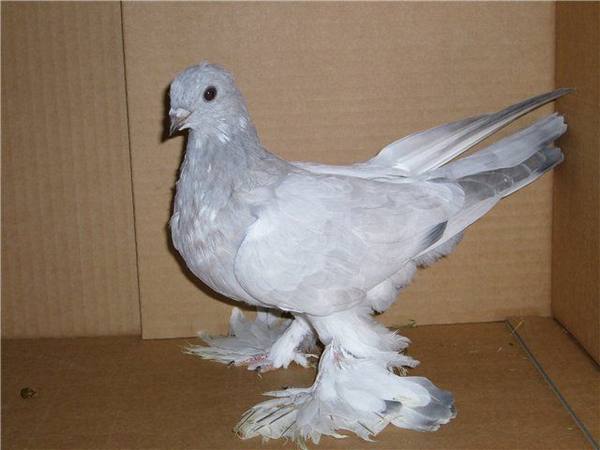 Порода голубей касаны - фото