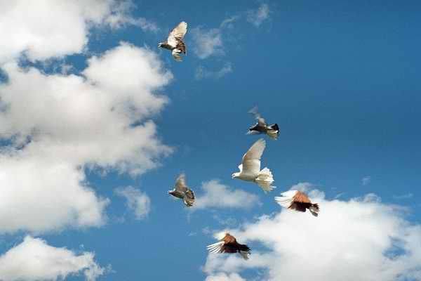 Уникальность и разновидности высоколетных голубей - фото