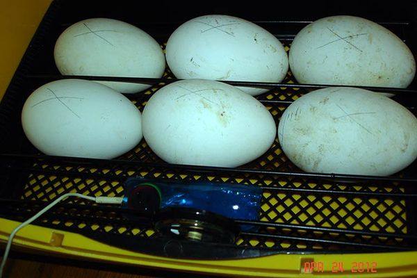 Особенности инкубации гусиных яиц в домашних условиях с фото