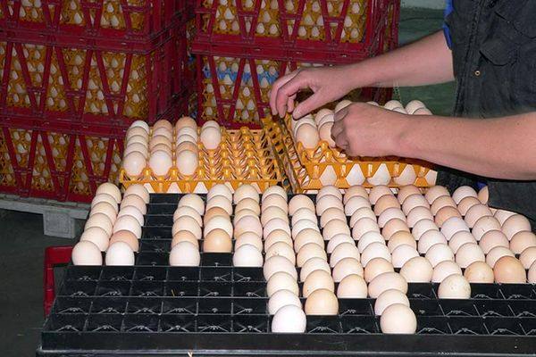 Инкубация куриных яиц: режимы и стадии с фото