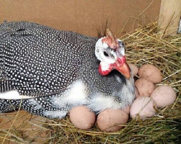 Каких правил нужно придерживаться во время инкубации яиц цесарок с фото