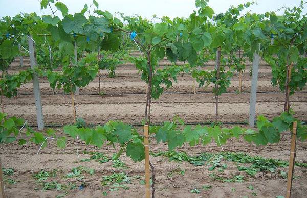Частота поливов винограда после высадки с фото