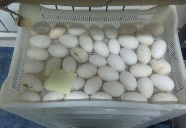 Как правильно хранить гусиные яйца для высиживания - фото