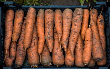 Как хранить морковь зимой в погребе, в квартире, на балконе с фото