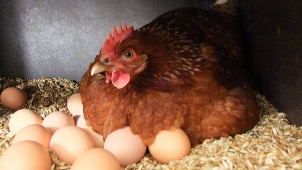 Как курица несет яйца: особенности яйценоски - фото