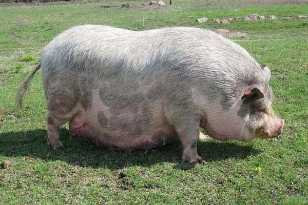 Как определить покрылась свинья или нет в домашних условиях - фото