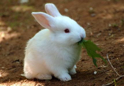 Как определить пол кролика: видео с фото