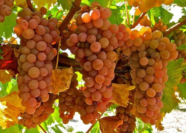 Важные признаки для определения сортов винограда с фото