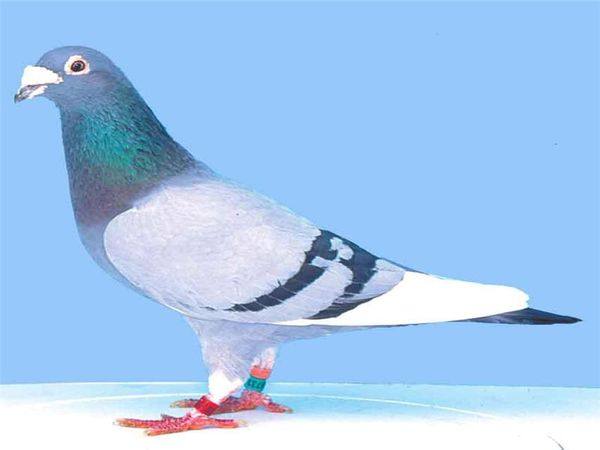Как и откуда почтовые голуби знают куда им лететь с фото