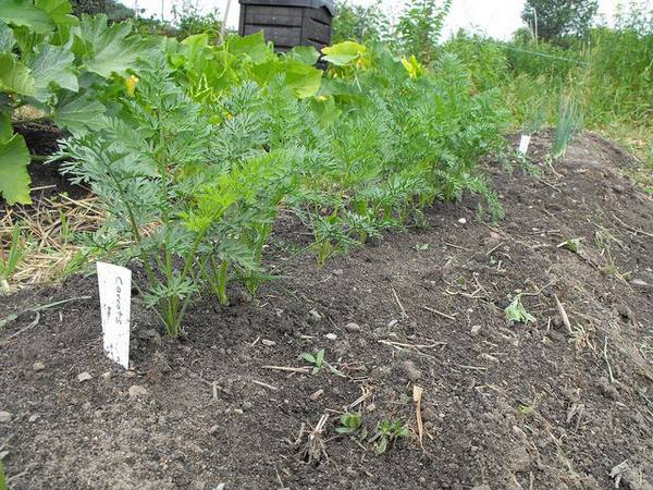 Посев моркови без дальнейшего прореживания - фото
