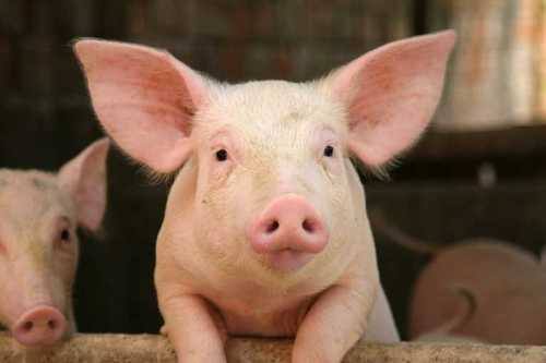 Как правильно кормить свиней для быстрого роста: видео - фото
