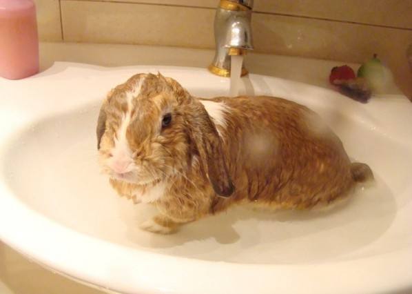 Как правильно купать кролика декоративного: советы и видео с фото