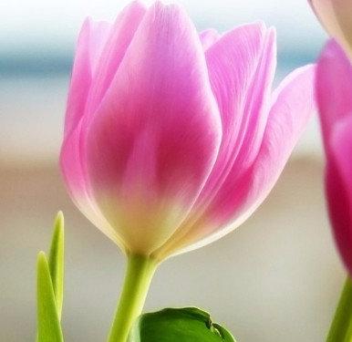Способы размножения тюльпанов, советы по уходу за весенними цветами - фото