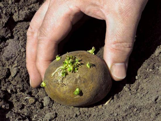 Как правильно выращивать картофель с фото