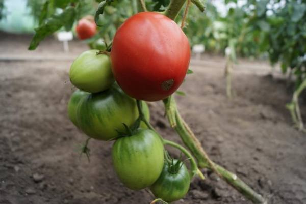 Как прищипывать и пасынковать томаты с фото