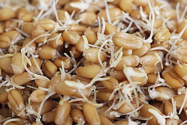 Практические советы по проращиванию пшеницы с фото