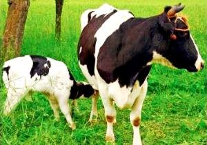 Все, что нужно знать о раздое коров после отела - фото